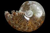 Polished, Agatized Ammonite (Cleoniceras) - Madagascar #97336-1
